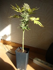 Négra44