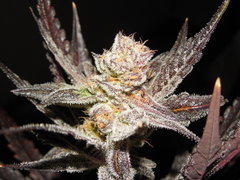 Meat the cookies - Fresh Coast seed company
