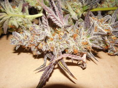 Meat the cookies - Fresh Coast seed company