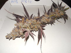 Meat the cookies - Fresh Coast seed company