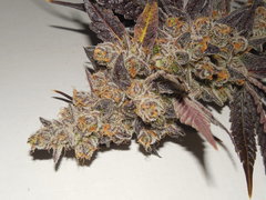Meat the cookies - Fresh Coast seed company
