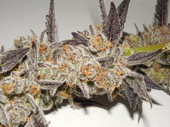 Meat the cookies - Fresh Coast seed company