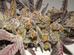 Meat the cookies - Fresh Coast seed company