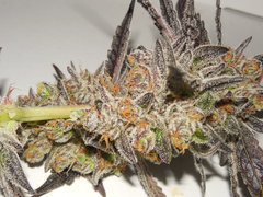 Meat the cookies - Fresh Coast seed company