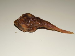 ICE O Meat the cookies