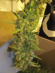 IMG_0805.jpg