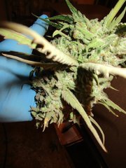 IMG_0807.jpg