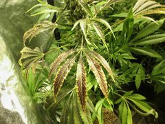 IMG_0812.jpg