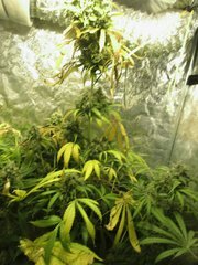 IMG_0819.jpg
