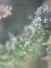 Macro bif bof 2
