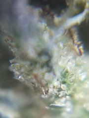 Macro bif bof
