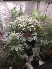 IMG_20210306_203922.jpg