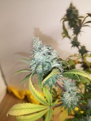 CBD#1