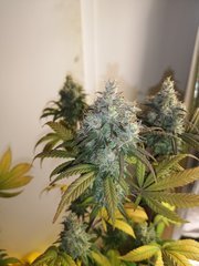 CBD#1