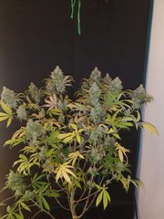 CBD#1