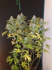 CBD#1