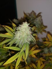 CBD#1
