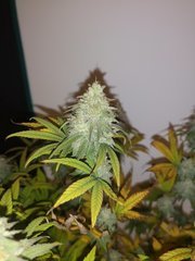 CBD#1