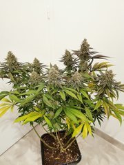 Bubblegum x PurplePunch F+48
