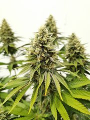 Apex Sour Tangie F+48