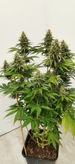 Sour Tangie F+48