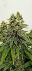 Apex Sour Tangie F+48