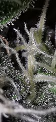 Sour Tangie F+48