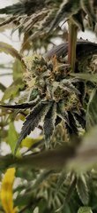 Bubblegum PurplePunch F+50