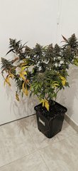 BGxPP F+56 jour du cut