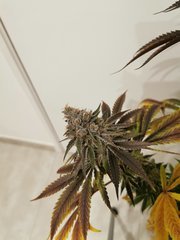 Apex BGxPP F+56