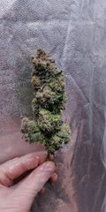 Green Poison pheno #2 plante n°3