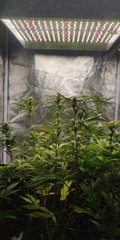 Début de floraison 2