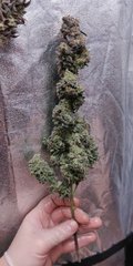 Fruity Jack phéno #2 plante n°2