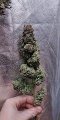 Fruity Jack phéno #2 plante n°3