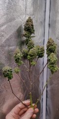 Green Poison pheno #2 plante n°2