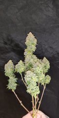 Green Poison pheno #2 plante n°1