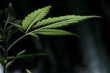 ONU et Cannabis médical
