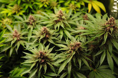 Red Hot Cookies de Sweet Seeds