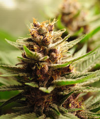 Red Hot Cookies de Sweet Seeds