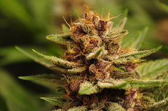 Red Hot Cookies de Sweet Seeds