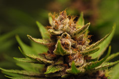 Red Hot Cookies de Sweet Seeds