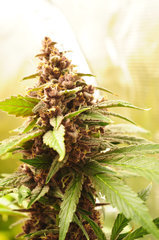 Red Hot Cookies de Sweet Seeds