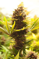 Red Hot Cookies de Sweet Seeds