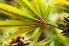 Red Hot Cookies de Sweet Seeds