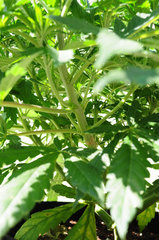 Jamaican Dream de Eva Seeds