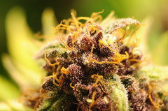 Red Hot Cookies de Sweet Seeds
