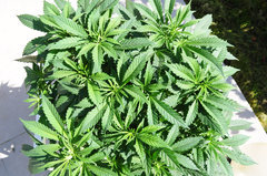 Jamaican Dream de Eva Seeds