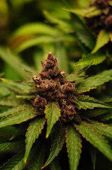 Red Hot Cookies de Sweet Seeds