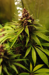 Red Hot Cookies de Sweet Seeds