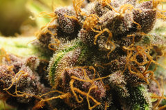 Red Hot Cookies de Sweet Seeds